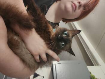 Romeo -  Siamese Cat for Adoption in Mount Pleasant, Texas - Romeo | PetCurious