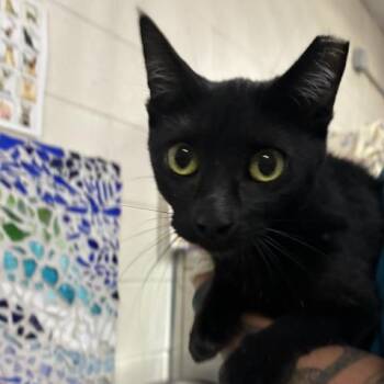 SAPPHIRE -  Domestic Medium Hair Cat for Adoption in Pensacola, Florida - SAPPHIRE | PetCurious