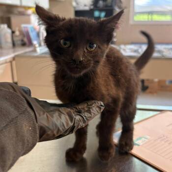 Domestic Short Hair Cats Available for Adoption in Huntington, West Virginia - Cosmic Brownie | PetCurious