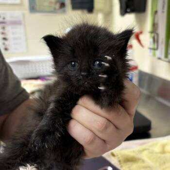 Morrigan -  Domestic Short Hair Cat for Adoption in Asheville, North Carolina - Morrigan | PetCurious