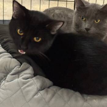 Rescue Domestic Short Hair Cats for Adoption in Coos Bay, Oregon - Ricky | PetCurious