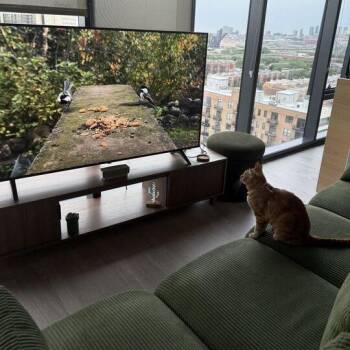 Amber -  Domestic Short Hair Cat for Adoption in Chicago, Illinois - Amber | PetCurious