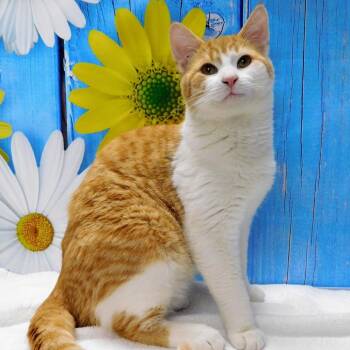 Domestic Short Hair Cats Available for Adoption in Peoria, Illinois - George | PetCurious