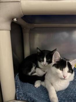 Dr Harleen Quinzel -  Domestic Short Hair Cat for Adoption in Morristown, New Jersey - Dr Harleen Quinzel | PetCurious