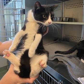 Pearl E. Gates -  Domestic Short Hair Cat for Adoption in Norman, Oklahoma - Pearl E. Gates | PetCurious