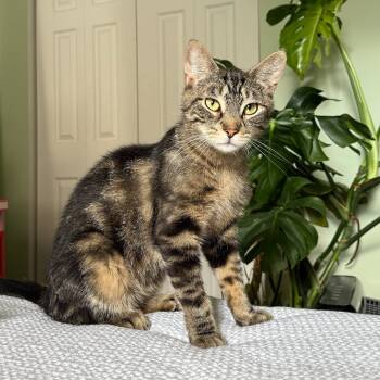 Rescue Domestic Short Hair Cats for Adoption in Gibsonia, Pennsylvania - Squeaker | PetCurious