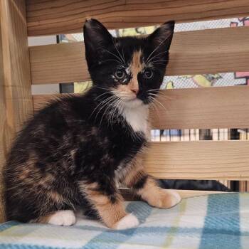 Domestic Short Hair Cats Available for Adoption in Lynchburg, Virginia - Coconut | PetCurious