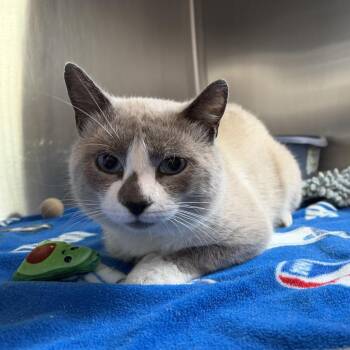 Pesto -  Domestic Short Hair Cat for Adoption in Wilmington, Delaware - Pesto | PetCurious