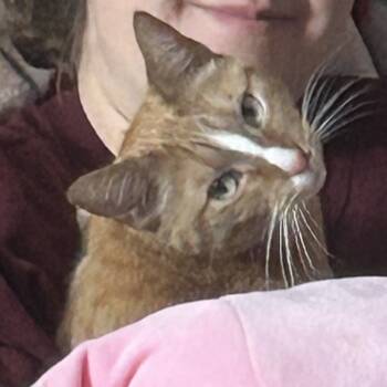 Rescue Domestic Short Hair Cats for Adoption in Rochester, Minnesota - Tigger | PetCurious