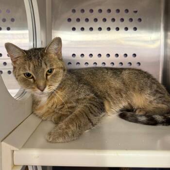 Juniper -  Domestic Short Hair and Mixed Breed Cat for Adoption in Ashtabula, Ohio - Juniper | PetCurious