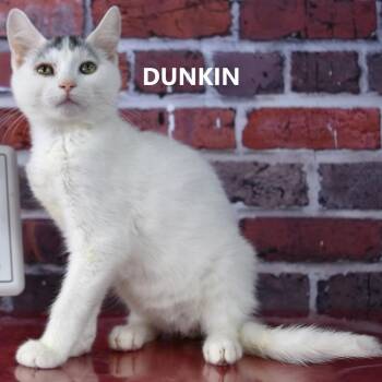 Domestic Short Hair Cats Available for Adoption in Yuma, Arizona - Dunkin | PetCurious