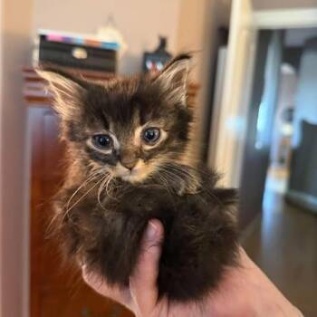Tennessee -  Domestic Long Hair Cat for Adoption in Calgary, Alberta - Tennessee | PetCurious