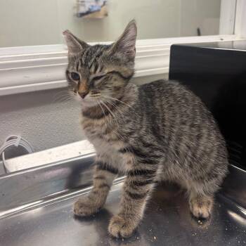 On-Call -  Domestic Short Hair Cat for Adoption in Pekin, Illinois - On-Call | PetCurious