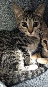 Cheshire -  Domestic Short Hair Cat for Adoption in Daytona Beach, Florida - Cheshire | PetCurious