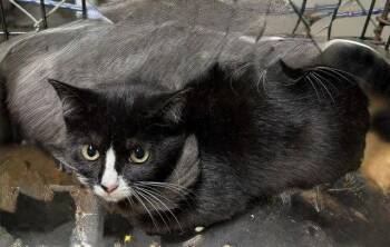 Edi -  Domestic Short Hair Cat for Adoption in Apollo, Pennsylvania - Edi | PetCurious
