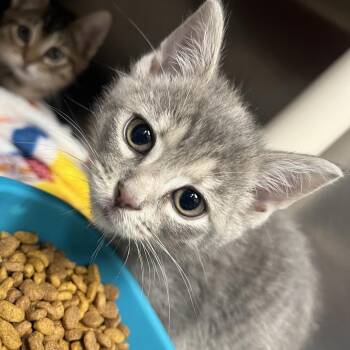 Isle Royale -  Domestic Short Hair Cat for Adoption in Mentor, Ohio - Isle Royale | PetCurious
