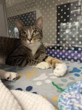 PURRSEUS -  Domestic Short Hair Cat for Adoption in Omaha, Nebraska - PURRSEUS | PetCurious