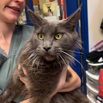 Bella -  Maine Coon Cat for Adoption in Nashville, Tennessee - Bella | PetCurious