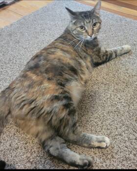 Rescue Domestic Short Hair Cats for Adoption in Stoughton, Wisconsin - Lux | PetCurious