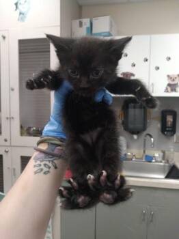 Magnetite -  Domestic Short Hair Cat for Adoption in Palm Coast, Florida - Magnetite | PetCurious