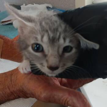 Cookie -  Domestic Short Hair Cat for Adoption in Jupiter, Florida - Cookie | PetCurious