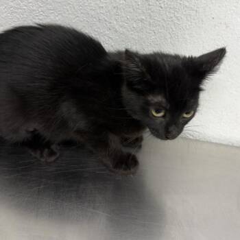 Flora -  Domestic Short Hair Cat for Adoption in New York, New York - Flora | PetCurious