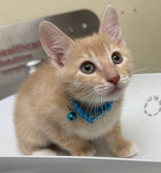 Jazz -  Domestic Short Hair Cat for Adoption in Black Eagle, Montana - Jazz | PetCurious