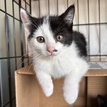 Ghost -  Domestic Short Hair Cat for Adoption in Spokane, Washington - Ghost | PetCurious
