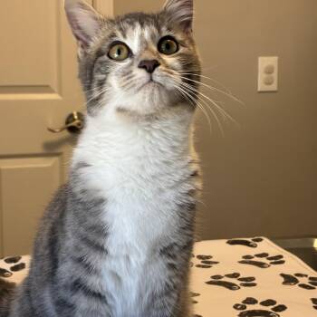 Domestic Medium Hair Cats Available for Adoption - Rylee Kitty | PetCurious