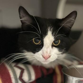 Paloma -  Domestic Short Hair Cat for Adoption in Mason City, Iowa - Paloma | PetCurious