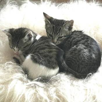 Frankie (bonded with Johnny) -  Domestic Short Hair Cat for Adoption in Santa Rosa, California - Frankie (bonded With Johnny) | PetCurious