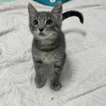 Monkey -  Domestic Short Hair Cat for Adoption in Honolulu, Hawaii - Monkey | PetCurious
