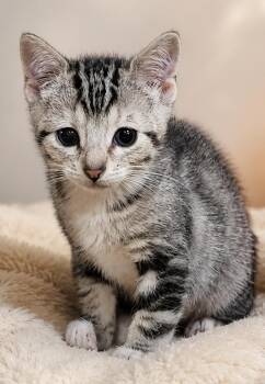 Kitten Fuji -  Domestic Short Hair and Tabby Cat Available for Adoption in Cuyahoga Falls, Ohio - Kitten Fuji | PetCurious
