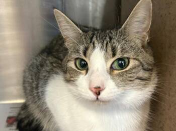 Domestic Short Hair and Tabby Cats Available for Adoption - Rich | PetCurious