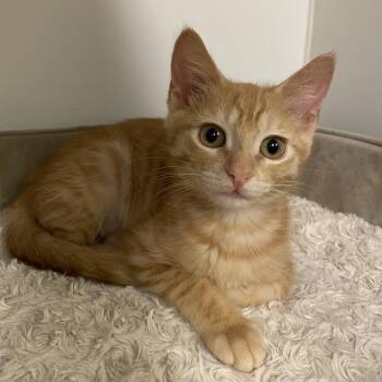 NOODLES -  Domestic Short Hair and Mixed Breed Cat for Adoption in Kyle, Texas - NOODLES | PetCurious