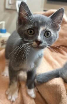 Lucy-Vanpelt Peanuts -  Dilute Tortoiseshell and Domestic Short Hair Cat for Adoption in Chandler, Arizona - Lucy-Vanpelt Peanuts | PetCurious