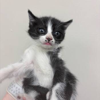Lucy -  Domestic Short Hair Cat for Adoption in Reno, Nevada - Lucy | PetCurious