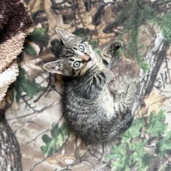 Apollo -  Domestic Short Hair Cat for Adoption in Columbia, Missouri - Apollo | PetCurious