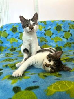 Miss Muffet -  Domestic Short Hair Cat for Adoption in Elmsford, New York - Miss Muffet | PetCurious