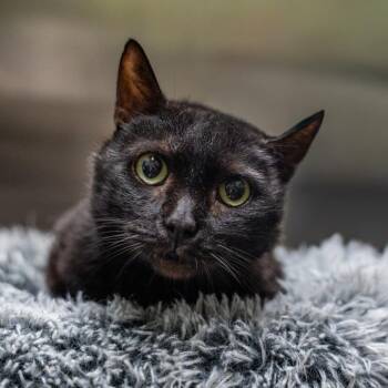 Dwight -  Domestic Short Hair Cat for Adoption in Gainesville, Georgia - Dwight | PetCurious