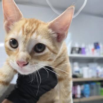 Helix (FKA H Kit 4) -  Domestic Short Hair Cat for Adoption in Marble, North Carolina - Helix (FKA H Kit 4) | PetCurious
