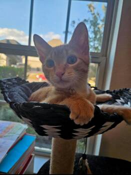 Rescue Domestic Short Hair Cats for Adoption in Houston, Texas - Thomas | PetCurious