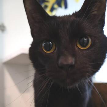 Brandon -  Domestic Short Hair Cat for Adoption in Saint Charles, Missouri - Brandon | PetCurious