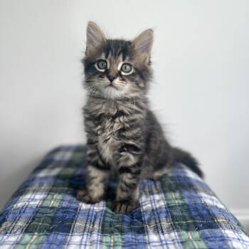 Domestic Long Hair Cats Available for Adoption in New Bern, North Carolina - Mayer | PetCurious