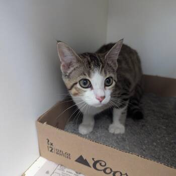 Mallie -  Domestic Short Hair Cat for Adoption in Jeffersonville, Indiana - Mallie | PetCurious