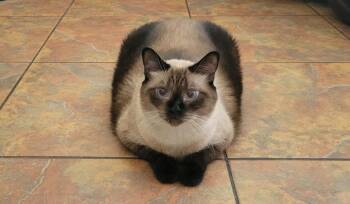 Coco 5 -  Domestic Short Hair and Siamese Cat for Adoption in Tucson, Arizona - Coco 5 | PetCurious
