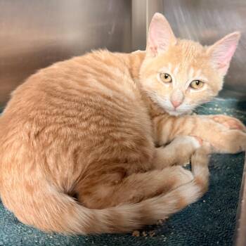 Chowder -  Domestic Short Hair Cat for Adoption in Palm Springs, California - Chowder | PetCurious