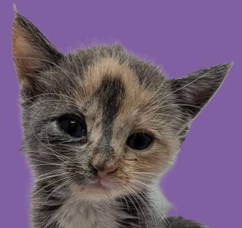 Jelly -  Calico Cat for Adoption in Savannah, Georgia - Jelly | PetCurious