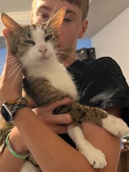 Rescue Domestic Short Hair Cats for Adoption in Little Rock, Arkansas - Junee | PetCurious