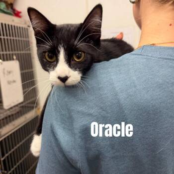 Oracle -  Domestic Short Hair Cat for Adoption in Buffalo, Minnesota - Oracle | PetCurious